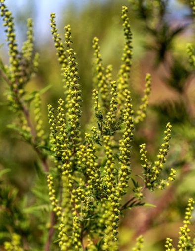 Allergies. L'ambroisie, tant redoutée, envahit l'Europe